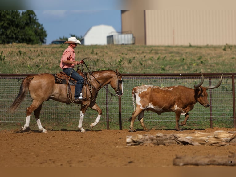 American Quarter Horse Castrone 9 Anni 155 cm Red dun in Kingston, OK