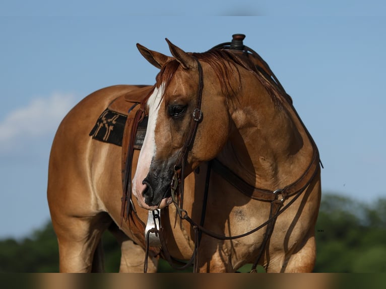 American Quarter Horse Castrone 9 Anni 155 cm Red dun in Kingston, OK