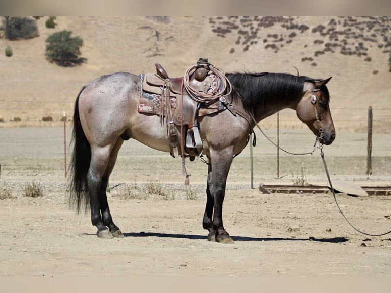 American Quarter Horse Castrone 9 Anni 155 cm Roano blu in Paicines CA