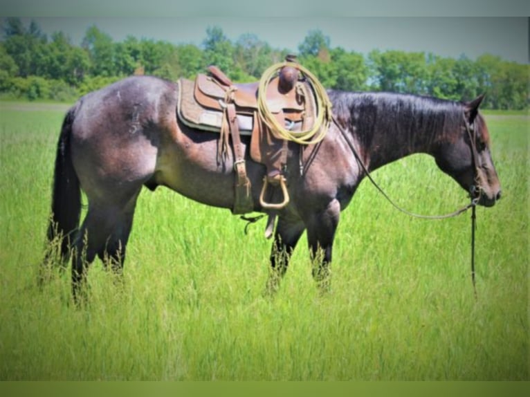 American Quarter Horse Castrone 9 Anni 155 cm Roano blu in rUSK tX