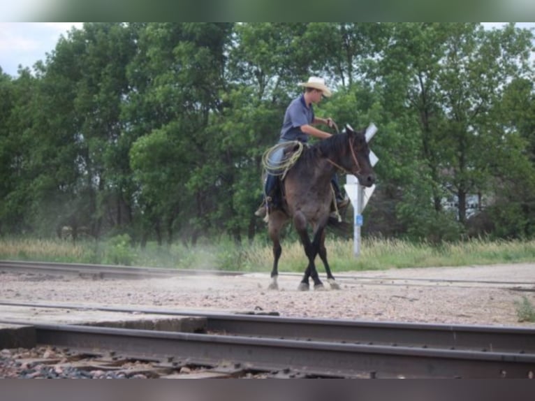 American Quarter Horse Castrone 9 Anni 155 cm Roano blu in rUSK tX