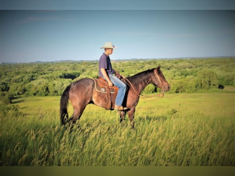 American Quarter Horse Castrone 9 Anni 155 cm Roano blu in rUSK tX