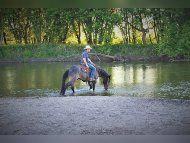 American Quarter Horse Castrone 9 Anni 155 cm Roano blu in rUSK tX