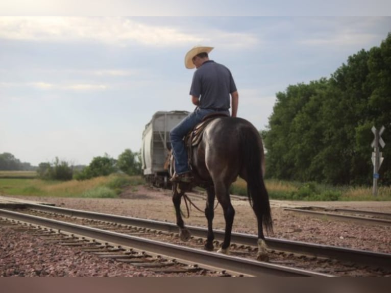 American Quarter Horse Castrone 9 Anni 155 cm Roano blu in rUSK tX