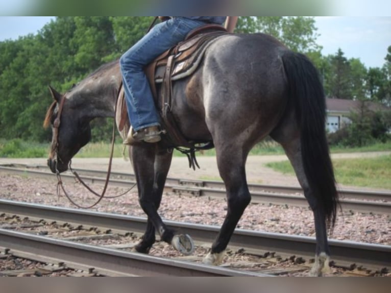 American Quarter Horse Castrone 9 Anni 155 cm Roano blu in rUSK tX