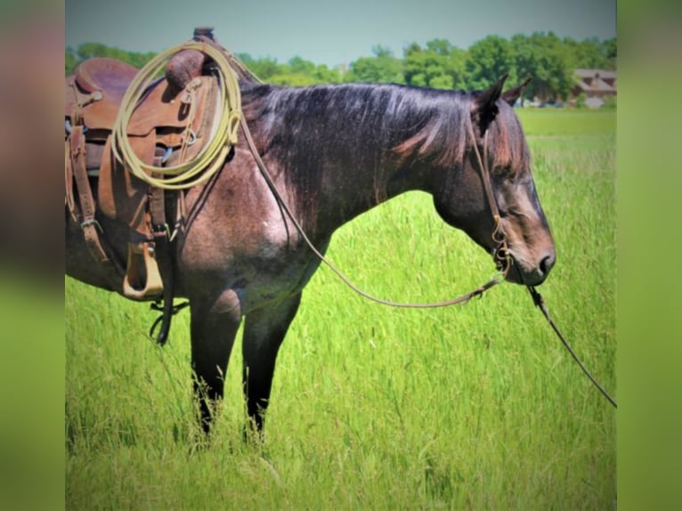 American Quarter Horse Castrone 9 Anni 155 cm Roano blu in rUSK tX