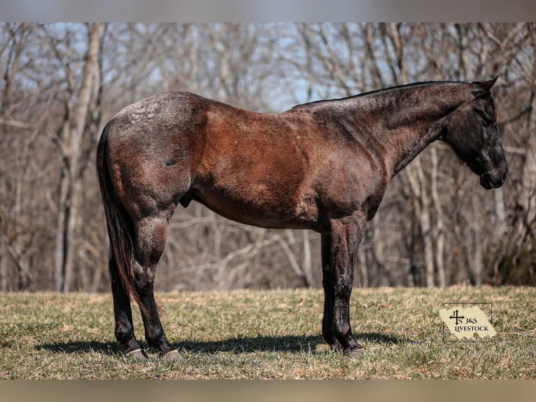 American Quarter Horse Castrone 9 Anni 155 cm Roano blu in Santa Fe, TN