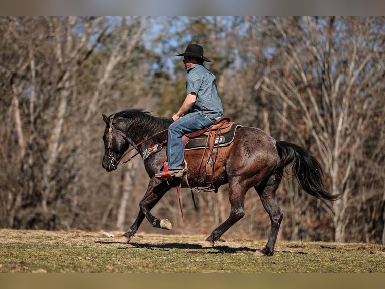 American Quarter Horse Castrone 9 Anni 155 cm Roano blu in Santa Fe, TN