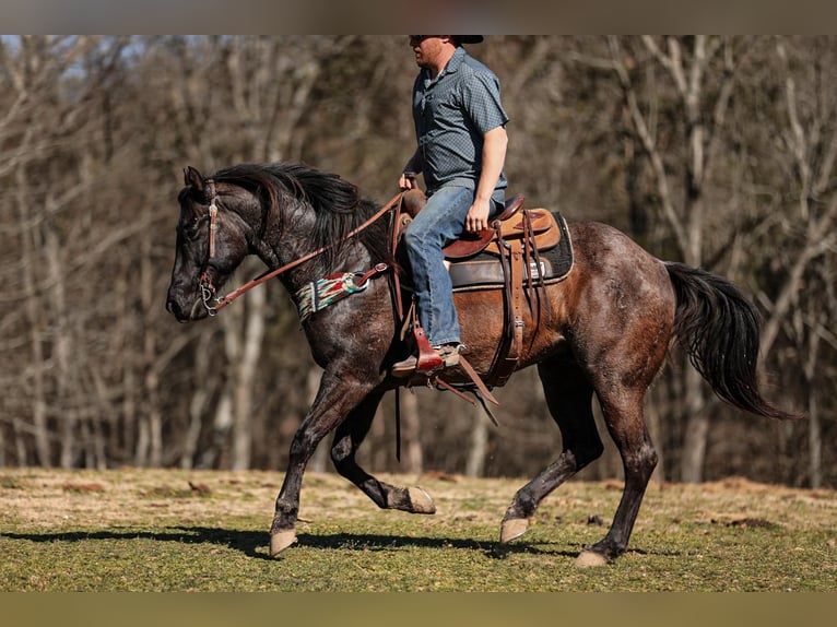 American Quarter Horse Castrone 9 Anni 155 cm Roano blu in Santa Fe, TN