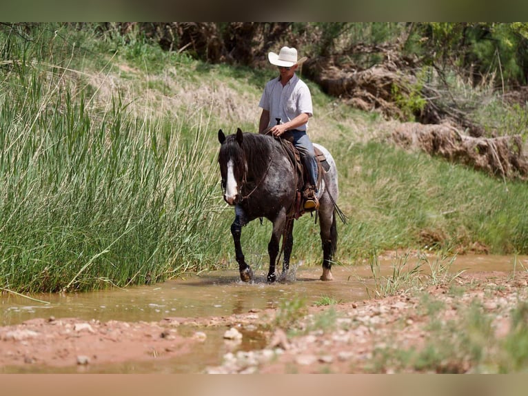 American Quarter Horse Castrone 9 Anni 155 cm Roano blu in Sweet Springs Mo