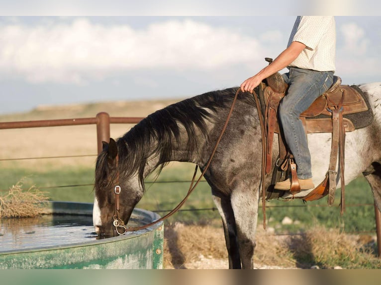 American Quarter Horse Castrone 9 Anni 155 cm Roano blu in Sweet Springs Mo