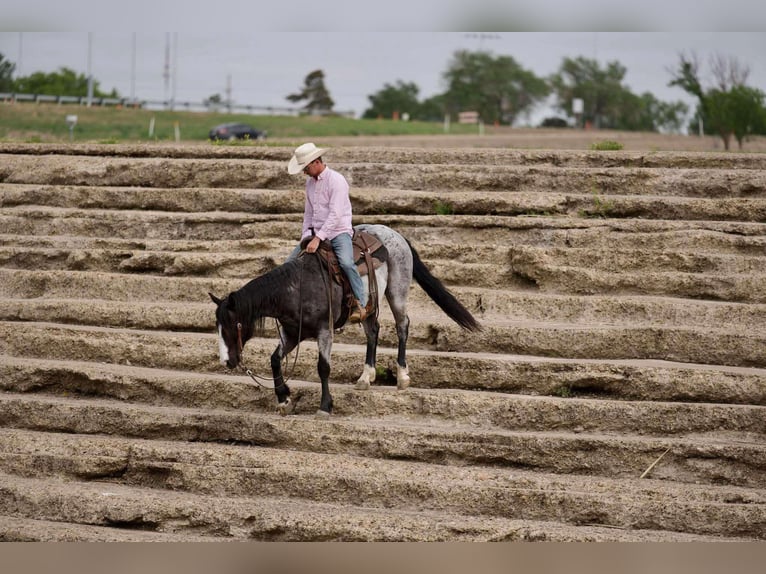 American Quarter Horse Castrone 9 Anni 155 cm Roano blu in Sweet Springs Mo