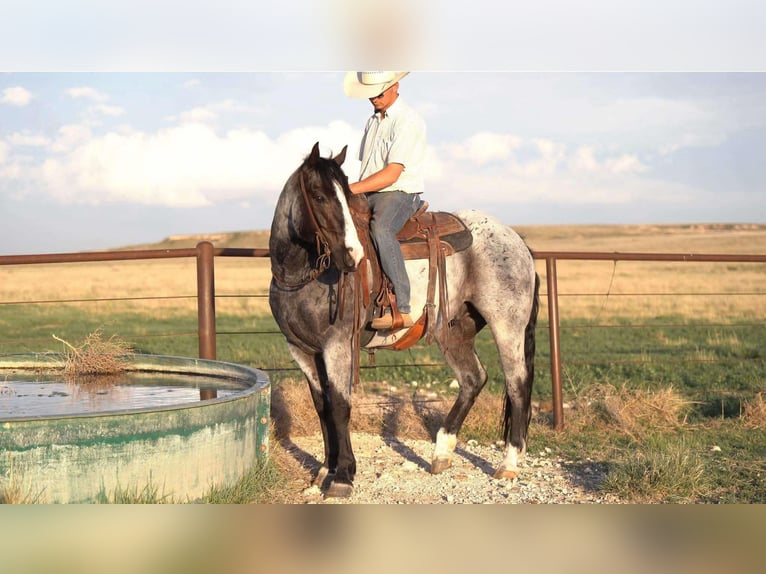 American Quarter Horse Castrone 9 Anni 155 cm Roano blu in Sweet Springs Mo