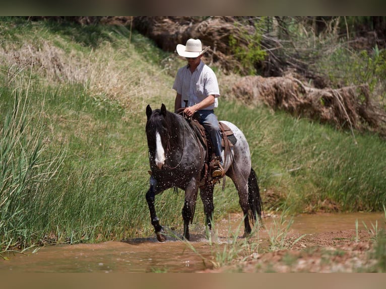 American Quarter Horse Castrone 9 Anni 155 cm Roano blu in Sweet Springs Mo