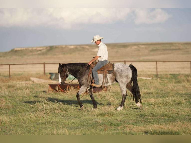 American Quarter Horse Castrone 9 Anni 155 cm Roano blu in Sweet Springs Mo