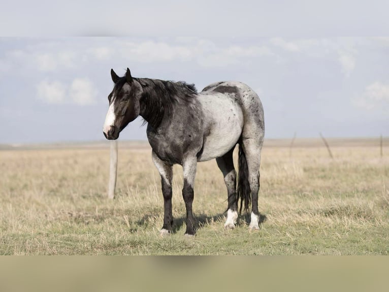 American Quarter Horse Castrone 9 Anni 155 cm Roano blu in Sweet Springs Mo