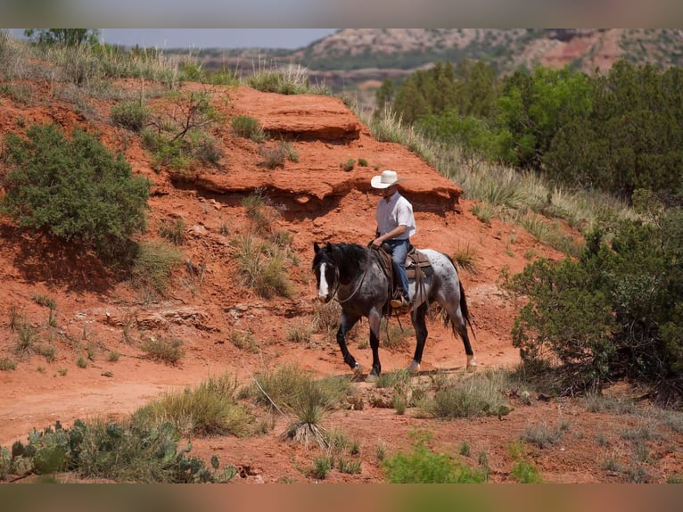 American Quarter Horse Castrone 9 Anni 155 cm Roano blu in Sweet Springs Mo