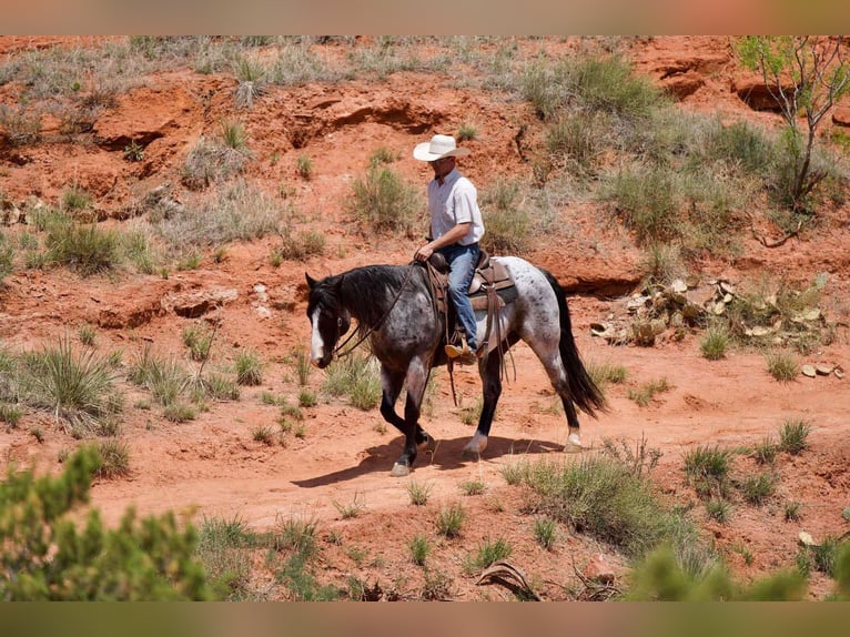 American Quarter Horse Castrone 9 Anni 155 cm Roano blu in Sweet Springs Mo