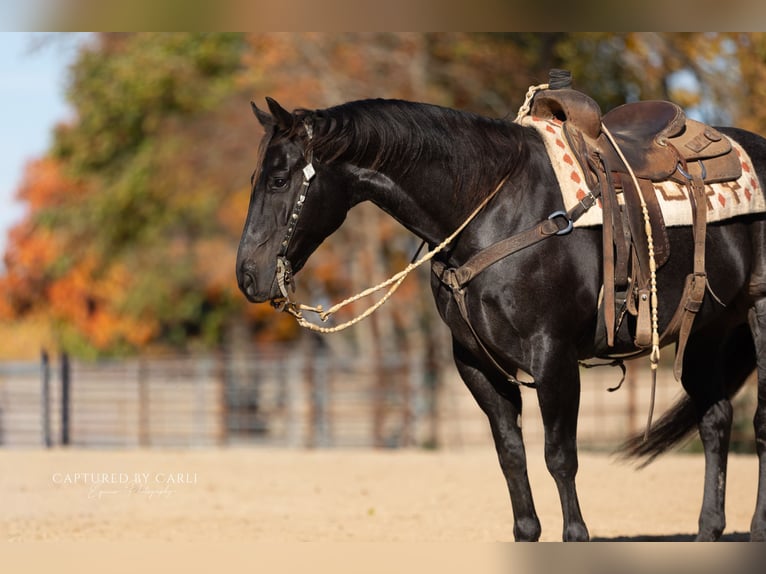 American Quarter Horse Castrone 9 Anni 155 cm Roano blu in Lewistown