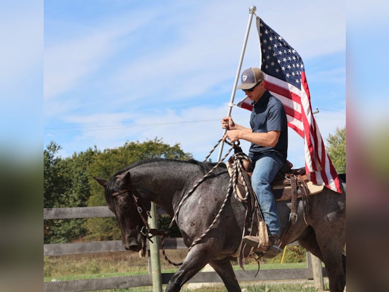 American Quarter Horse Castrone 9 Anni 155 cm Roano blu in Howell