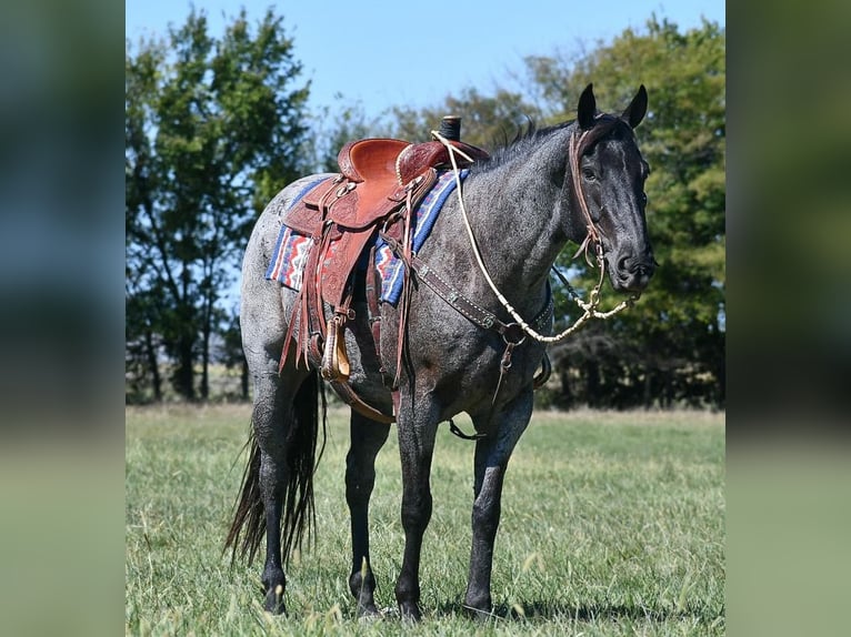 American Quarter Horse Castrone 9 Anni 155 cm Roano blu in Halfway, MO