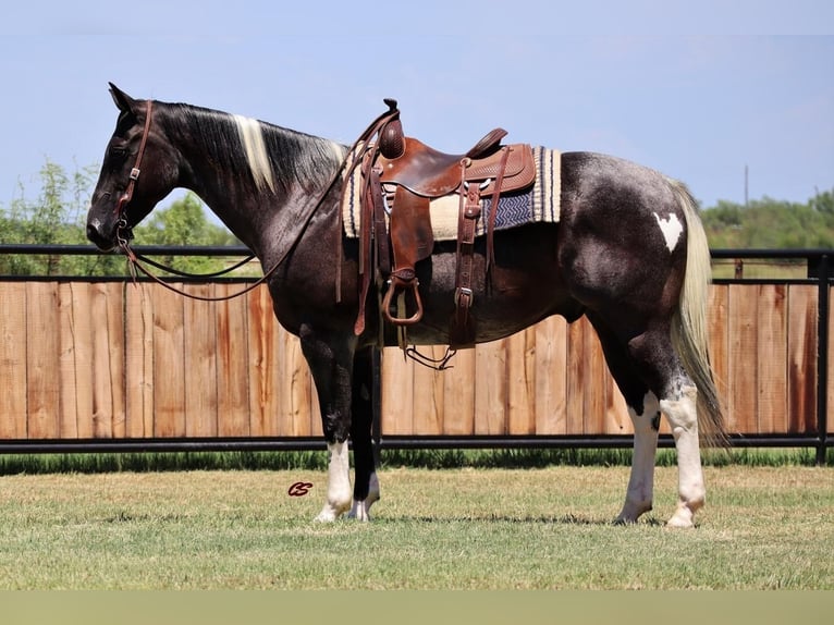 American Quarter Horse Castrone 9 Anni 155 cm Roano blu in Jacksboro, TX