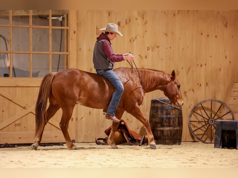 American Quarter Horse Castrone 9 Anni 155 cm Roano rosso in Needmore