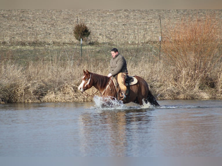 American Quarter Horse Castrone 9 Anni 155 cm Roano rosso in Brownstown