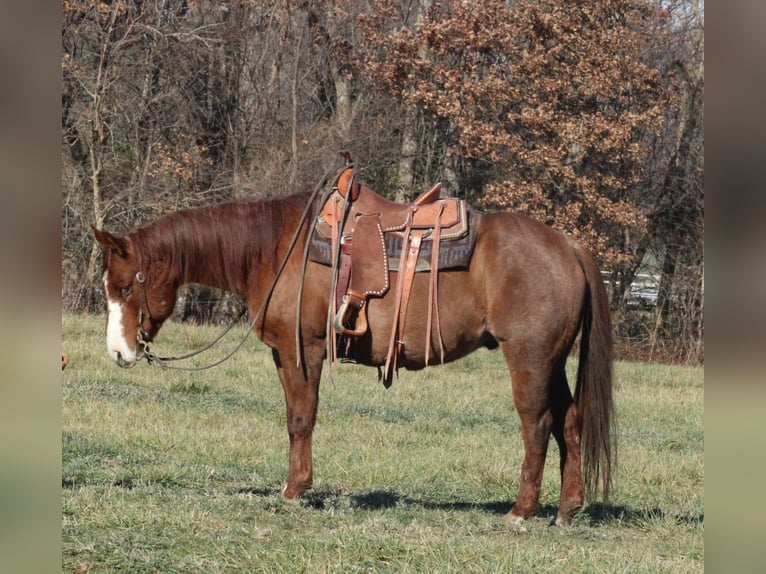 American Quarter Horse Castrone 9 Anni 155 cm Roano rosso in Brownstown