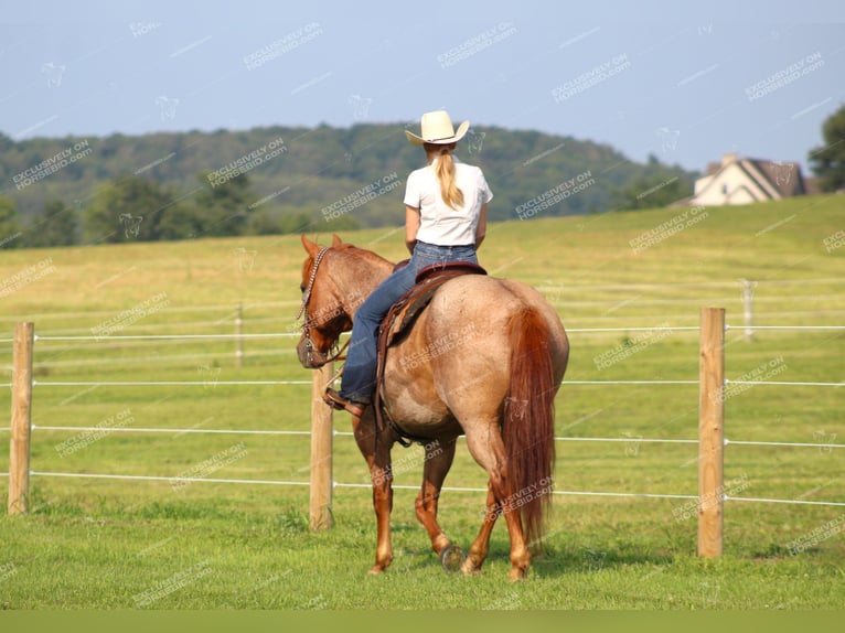 American Quarter Horse Castrone 9 Anni 155 cm Roano rosso in Clarion