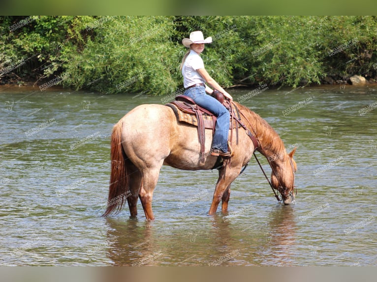 American Quarter Horse Castrone 9 Anni 155 cm Roano rosso in Clarion