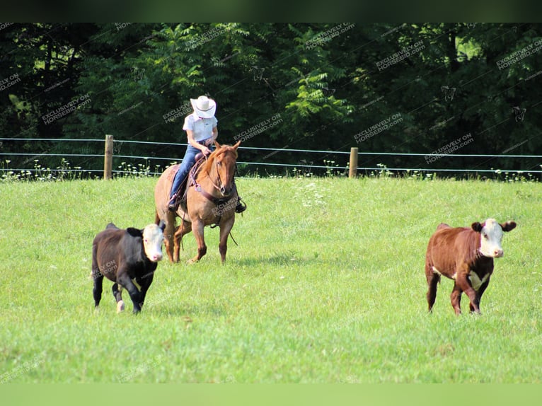 American Quarter Horse Castrone 9 Anni 155 cm Roano rosso in Clarion