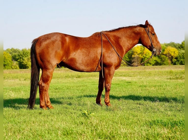 American Quarter Horse Castrone 9 Anni 155 cm Roano rosso in Valley Springs