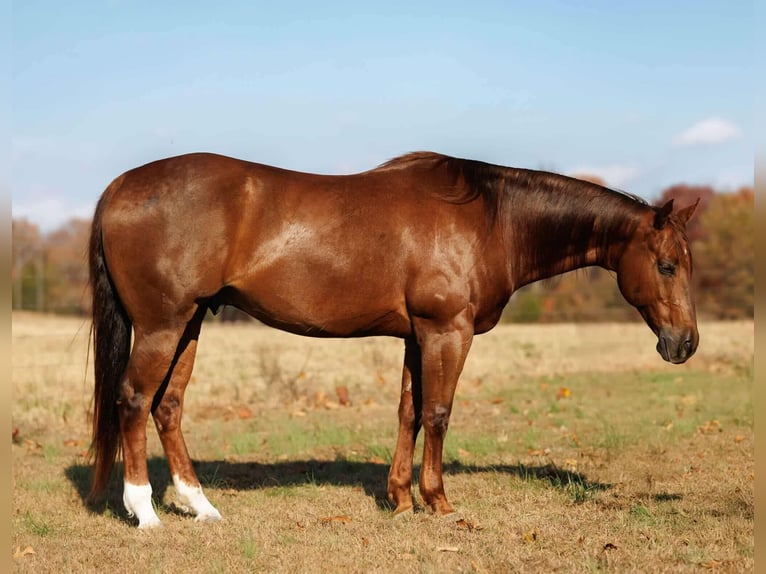 American Quarter Horse Castrone 9 Anni 155 cm Sauro ciliegia in Quitman