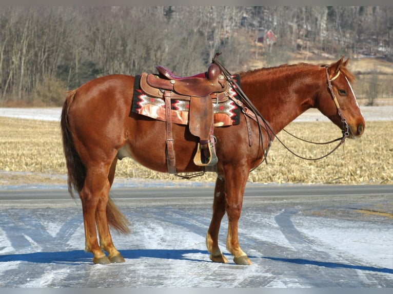 American Quarter Horse Castrone 9 Anni 155 cm Sauro ciliegia in Rebersburg, PA