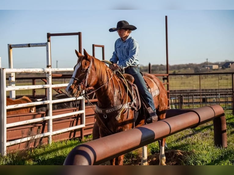 American Quarter Horse Castrone 9 Anni 155 cm Sauro ciliegia in Whitesboro, TX