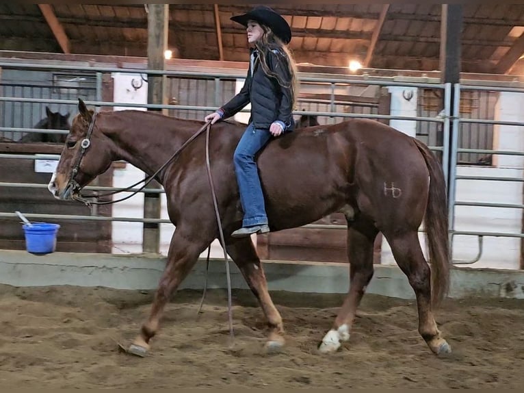 American Quarter Horse Castrone 9 Anni 155 cm Sauro ciliegia in Robards, KY