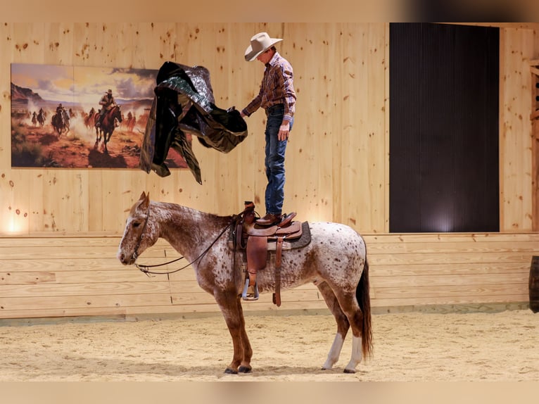 American Quarter Horse Castrone 9 Anni 155 cm Sauro scuro in Needmore