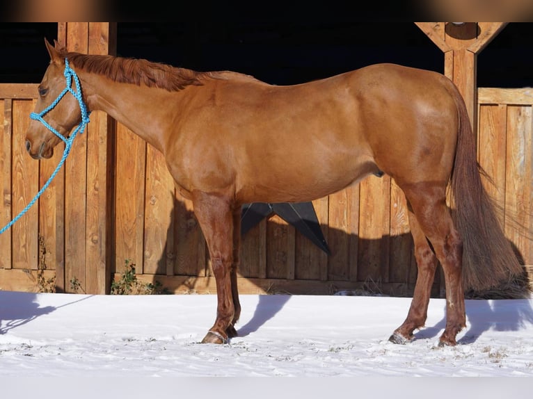 American Quarter Horse Castrone 9 Anni 155 cm Sauro scuro in Jersey Shore PA