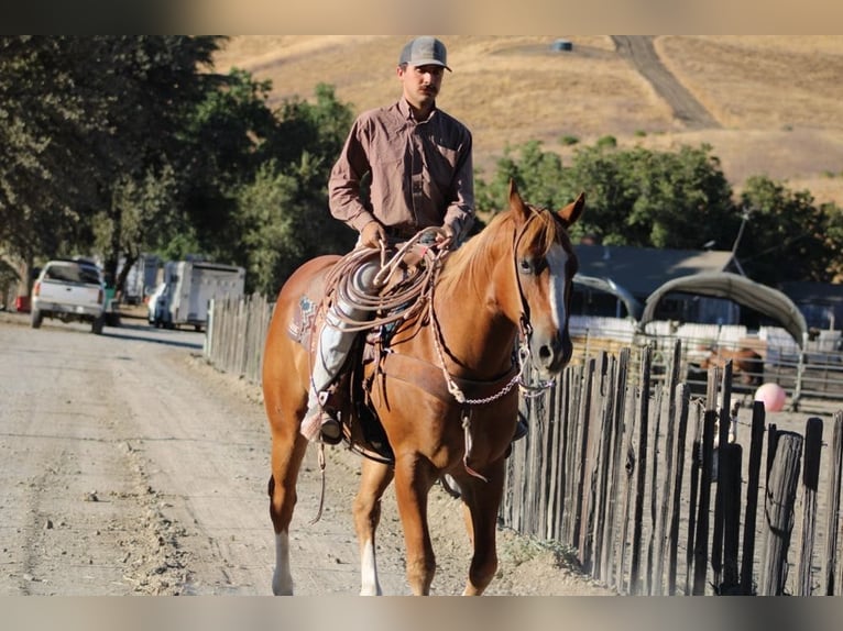 American Quarter Horse Castrone 9 Anni 155 cm Sauro scuro in Paicines CA