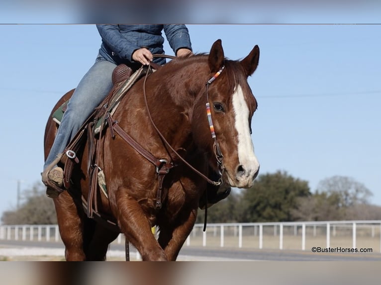 American Quarter Horse Castrone 9 Anni 155 cm Sauro scuro in Weatherford TX