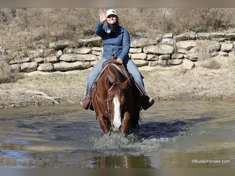 American Quarter Horse Castrone 9 Anni 155 cm Sauro scuro in Weatherford TX