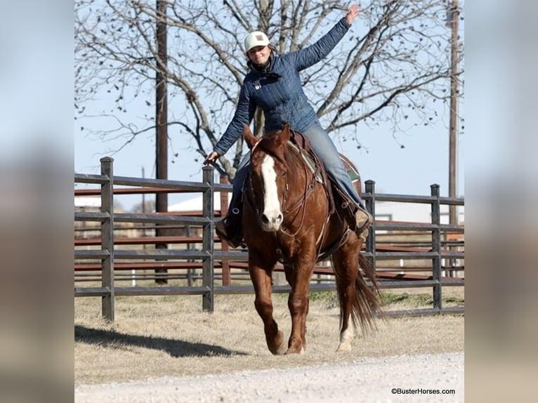 American Quarter Horse Castrone 9 Anni 155 cm Sauro scuro in Weatherford TX