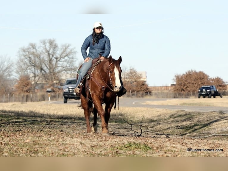 American Quarter Horse Castrone 9 Anni 155 cm Sauro scuro in Weatherford TX