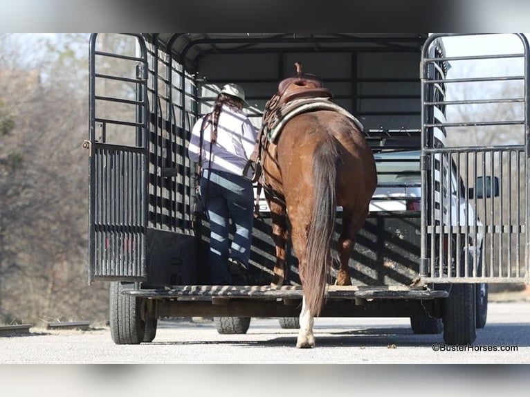 American Quarter Horse Castrone 9 Anni 155 cm Sauro scuro in Weatherford TX