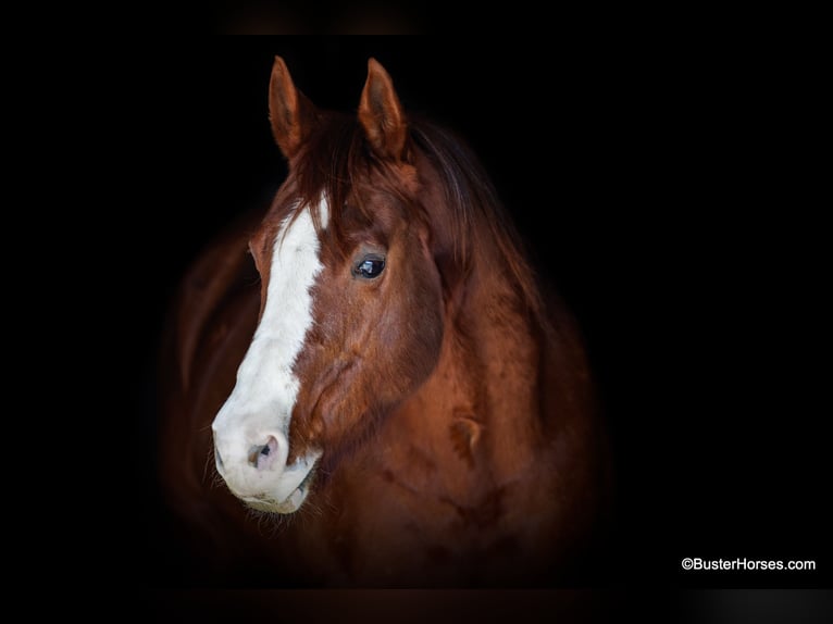 American Quarter Horse Castrone 9 Anni 155 cm Sauro scuro in Weatherford TX