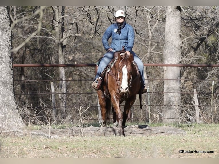 American Quarter Horse Castrone 9 Anni 155 cm Sauro scuro in Weatherford TX