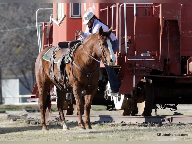 American Quarter Horse Castrone 9 Anni 155 cm Sauro scuro in Weatherford TX