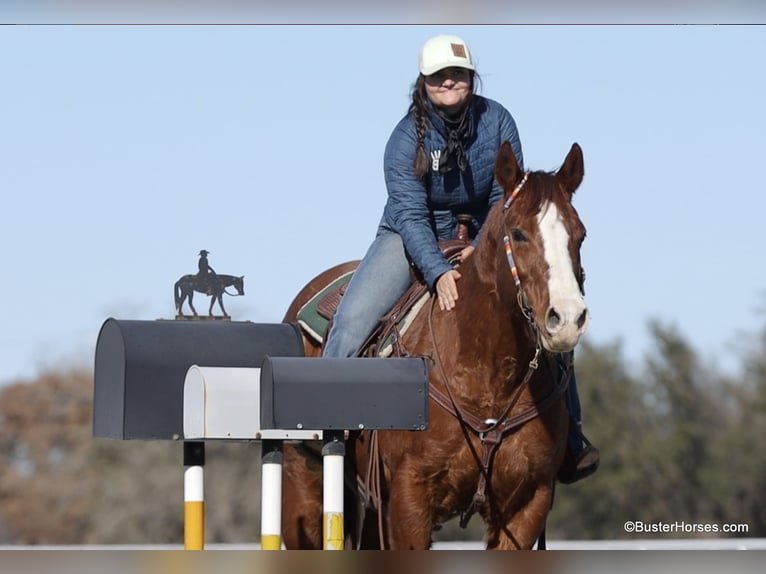 American Quarter Horse Castrone 9 Anni 155 cm Sauro scuro in Weatherford TX