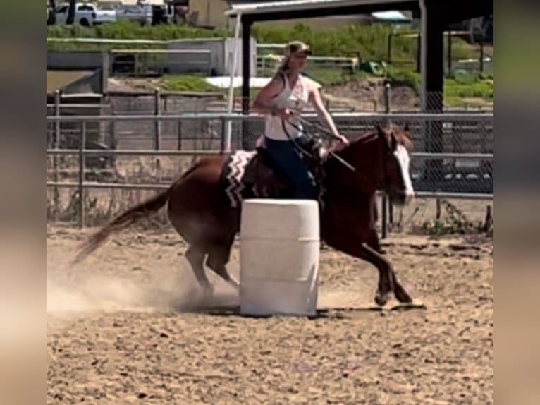 American Quarter Horse Castrone 9 Anni 155 cm Sauro scuro in Norco CA